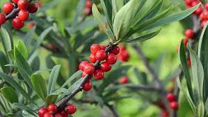 Attēlu rezultāti vaicājumam “Daphne mezereum fruit”