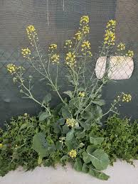Attēlu rezultāti vaicājumam “Brassica napus fruit”