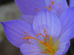 Attēlu rezultāti vaicājumam “Crocus”