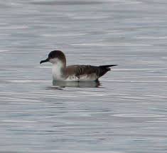 Image result for Puffinus gravis