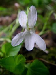 Attēlu rezultāti vaicājumam “Viola reichenbachiana leaf”