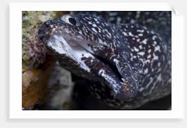 Image result for Gymnothorax moringa