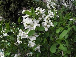 Attēlu rezultāti vaicājumam “Exochorda giraldii var. wilsonii”