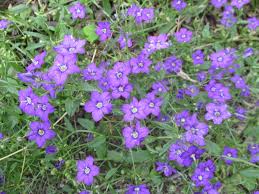 Image result for Legousia speculum-veneris