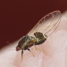 Attēlu rezultāti vaicājumam “Trioza dispar”