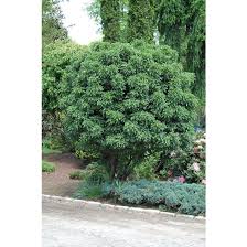 Attēlu rezultāti vaicājumam “Crataegus monogyna subsp. nordica”