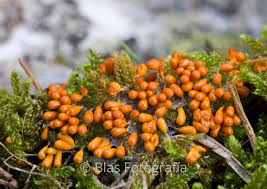 Attēlu rezultāti vaicājumam “myxomicetes”