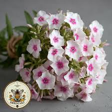 Image result for Phlox drummondii