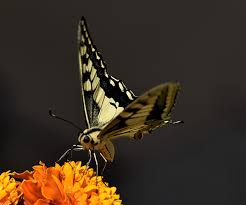 Attēlu rezultāti vaicājumam “Papilio machaon upperside”