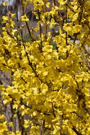 Attēlu rezultāti vaicājumam “Forsythia intermedia flower”