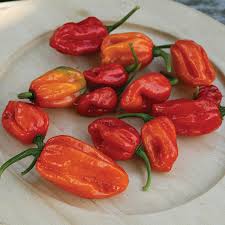 Afbeeldingsresultaat voor aji dulce sweet pepper