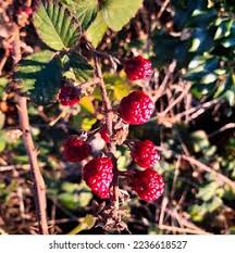 Attēlu rezultāti vaicājumam “Rubus plicatus”