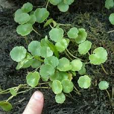 Attēlu rezultāti vaicājumam “Hydrocotyle vulgaris”