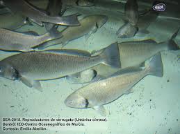 Image result for Umbrina cirrosa