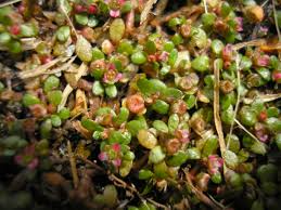 Attēlu rezultāti vaicājumam “Elatinaceae”