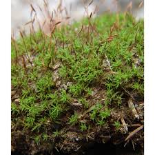 Attēlu rezultāti vaicājumam “Bryoerythrophyllum recurvirostrum sporophyte”