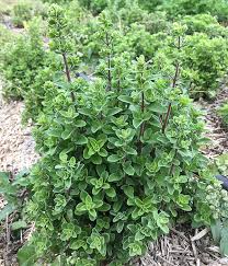 Image result for Majoran