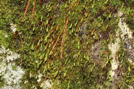 Attēlu rezultāti vaicājumam “Pohlia”