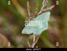 Attēlu rezultāti vaicājumam “Chlorissa viridata”