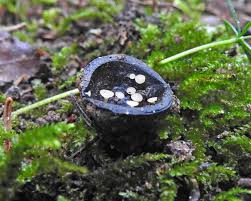 Attēlu rezultāti vaicājumam “Hymenoscyphus fructigenus var. coryli”