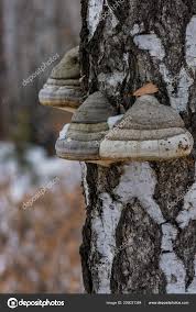 Attēlu rezultāti vaicājumam “Inonotus obliquus”