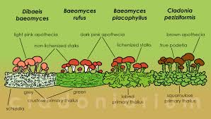 Attēlu rezultāti vaicājumam “Dibaeis baeomyces”