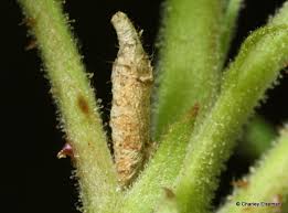 Attēlu rezultāti vaicājumam “Gracillaria syringella larva”