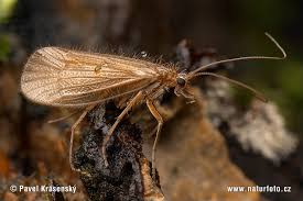 Attēlu rezultāti vaicājumam “Chaetopteryx villosa”