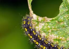 Attēlu rezultāti vaicājumam “Callimorpha dominula”