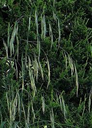 Attēlu rezultāti vaicājumam “Bromopsis benekenii”