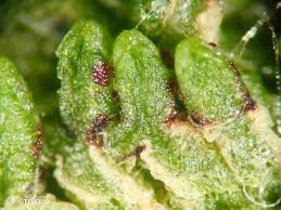 Attēlu rezultāti vaicājumam “Riccia canaliculata”