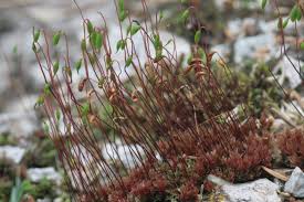 Attēlu rezultāti vaicājumam “Bryum pallens”