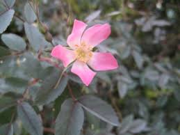 Attēlu rezultāti vaicājumam “Rosa glauca flower”