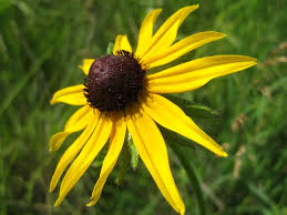 Image result for Rudbeckia