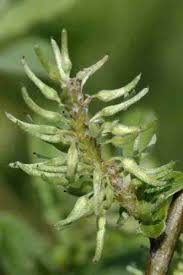 Attēlu rezultāti vaicājumam “Salix aurita leaf”