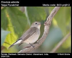 Image result for Ficedula albicilla