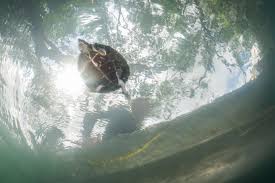 Image result for Ptychocheilus grandis