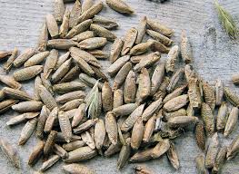 Image result for Secale cereale