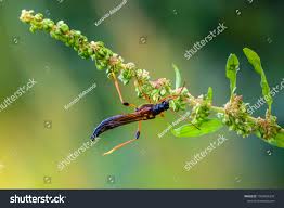 Attēlu rezultāti vaicājumam “Necydalis major”