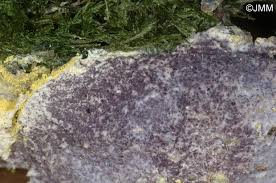 Attēlu rezultāti vaicājumam “Nectriopsis violacea”