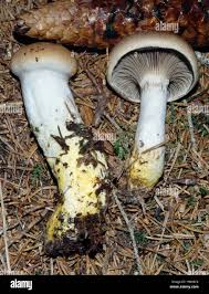 Attēlu rezultāti vaicājumam “Gomphidius glutinosus”