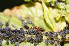 Attēlu rezultāti vaicājumam “Aphis fabae”