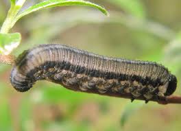 Attēlu rezultāti vaicājumam “Pristiphora maesta”