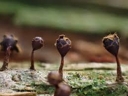 Attēlu rezultāti vaicājumam “Trichia flavicoma”