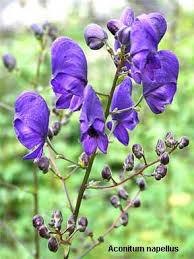 Attēlu rezultāti vaicājumam “Aconitum napellus bud”