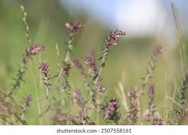 Attēlu rezultāti vaicājumam “Odontites vulgaris fruit”