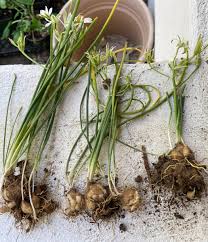 Attēlu rezultāti vaicājumam “Ornithogalum umbellatum flower”