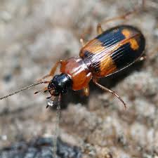 Attēlu rezultāti vaicājumam “Badister bullatus”