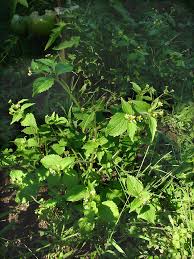 Attēlu rezultāti vaicājumam “Galinsoga quadriradiata leaf”