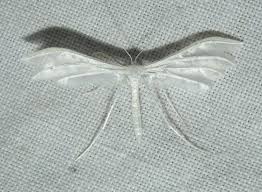 Attēlu rezultāti vaicājumam “Pterophorus pentadactyla”